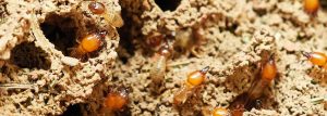 Traitement Termites Anglet Bayonne