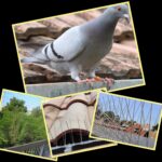 anti pigeons Saint Vincent de Tyrosse
