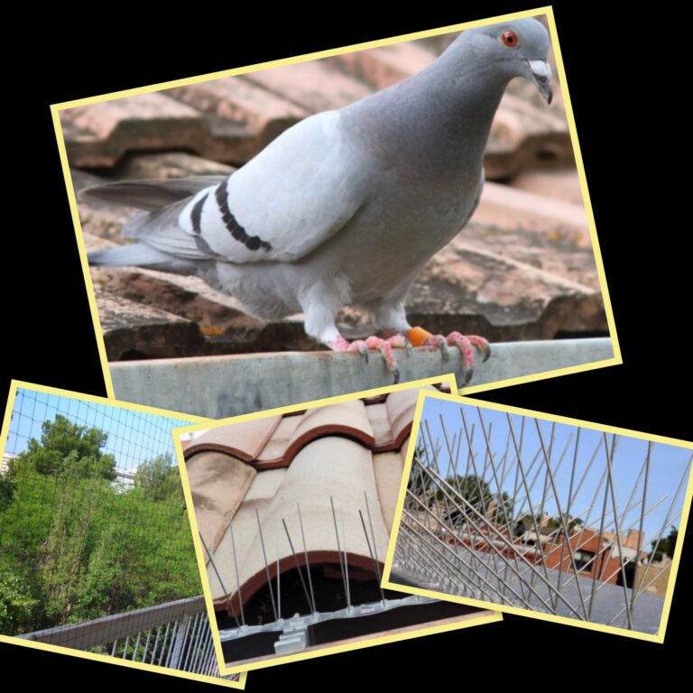anti pigeons Saint Vincent de Tyrosse anti pigeons Saint Vincent de Tyrosse