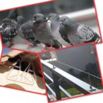 anti pigeons Anglet, Bayonne, Hossegor