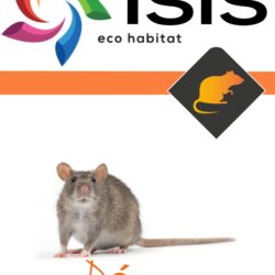 Dératisation Bayonne