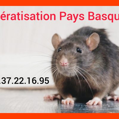 Dératisation Saint Jean de Luz