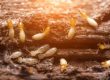 Traitement termites Anglet